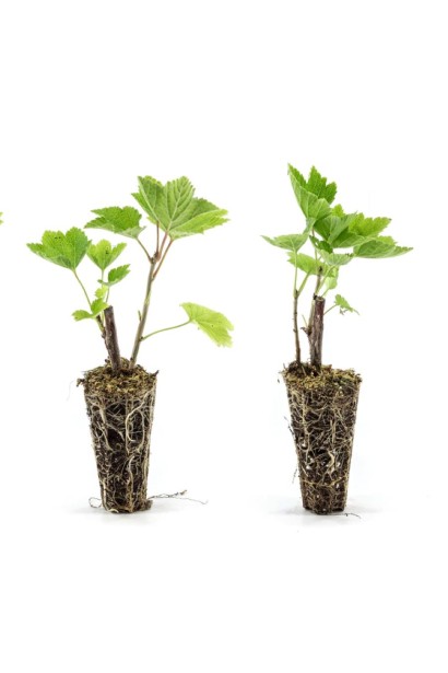 Смородина Уайт Холландер – саженцы Р9